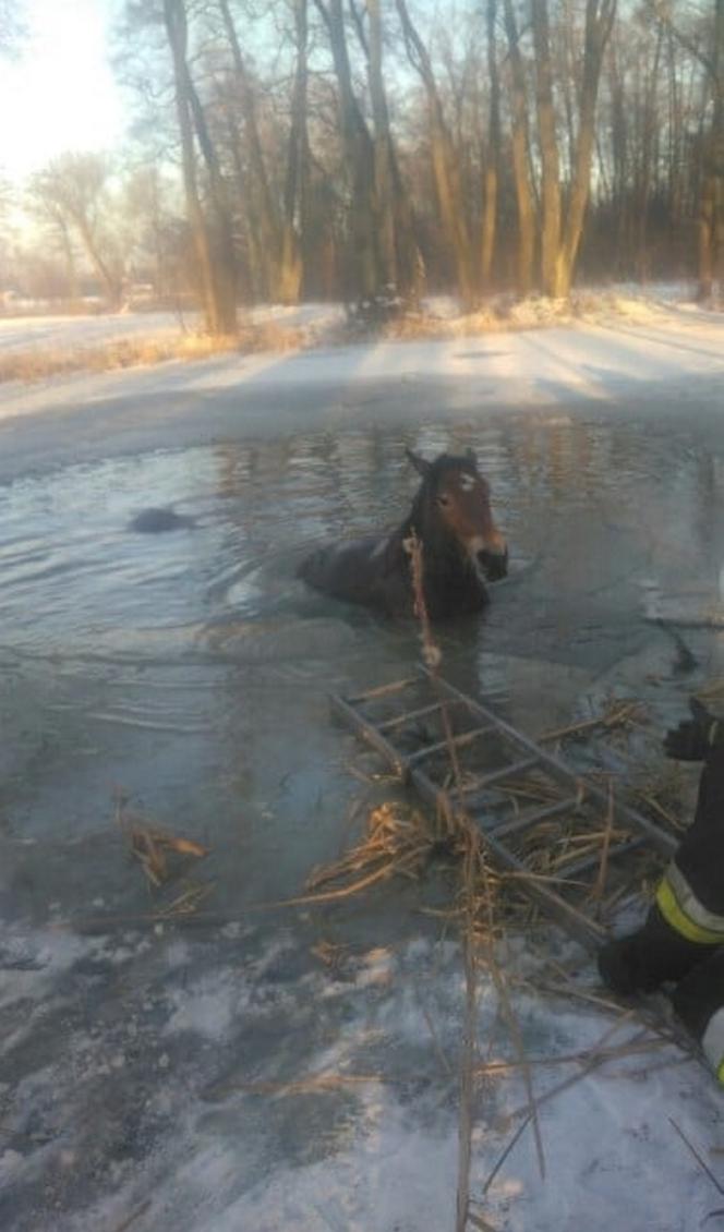 Młody źrebaczek utopił się w lodowatej wodzie. Jak przyjechali strażacy, zwierzę było pod lodem