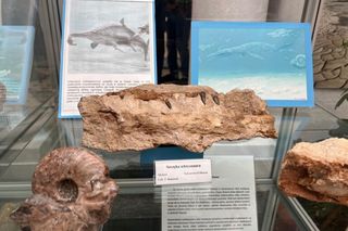 Mineral Expo w Pałacu Kultury ze szkieletem ichtiozaura