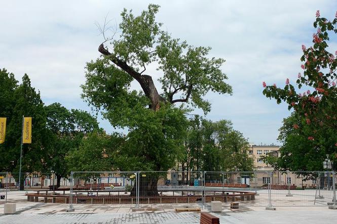 Baobab zostanie wycięty we wtorek, 22 maja
