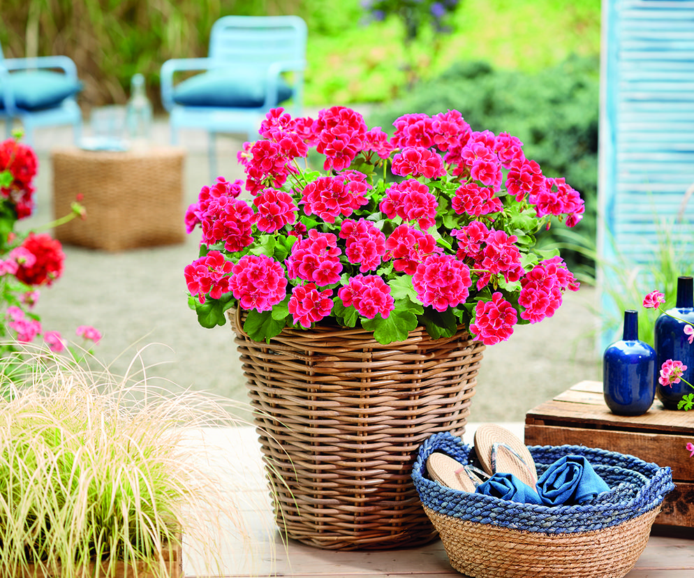 Jak sadzić pelargonie