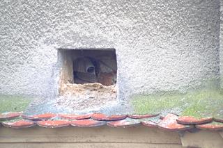 Sokoły pustułki w szczecińskim magistracie