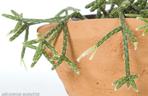 Erythrorhipsalis