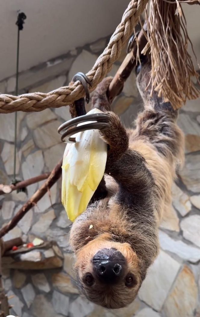 Leniwiec z ZOO Wrocław