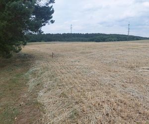 Akcja na polu, gdzie znaleziono Wampirkę z Pnia. Młodzi chodzili z detektorami, niedługo wracają tam archeolodzy