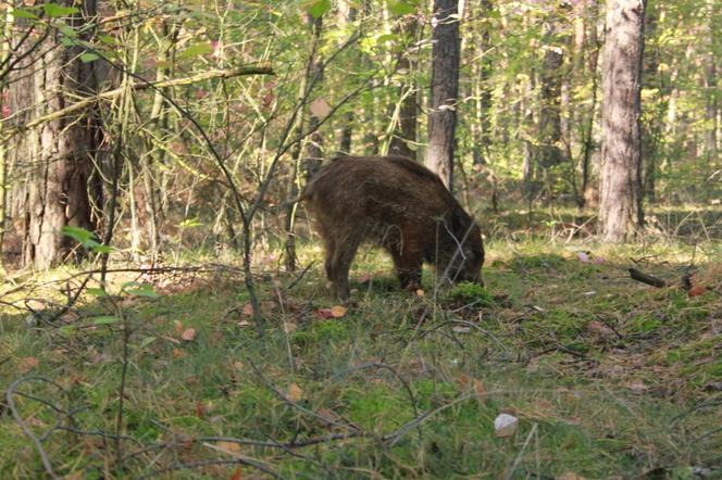 Dzikie zwierzęta w Kujawsko-Pomorskiem. Przez nie dochodzi do wypadków