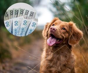 Podatek od psa. Właściciele psów muszą się pospieszyć. W kwietniu mija ważny termin