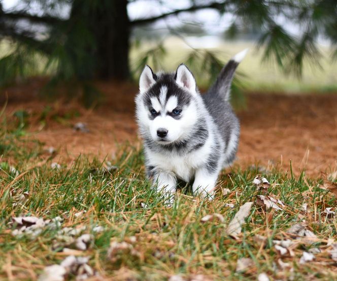 Syberyjski Husky