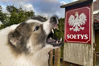 Dramat w Krobuszu! Pies pani sołtys zmasakrował buzię 6-letniego Gracjana