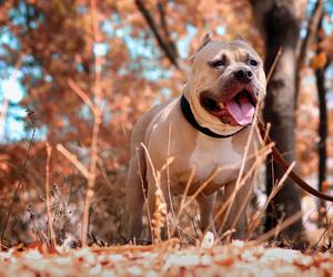 Pit Bull Terrier - potocznie Pitbull