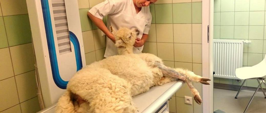  Weterynarz ocalił Aplakę