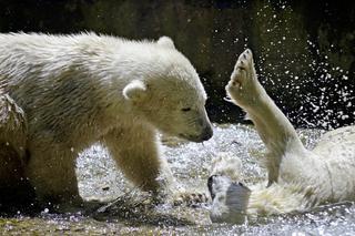 Po Białymstoku chodzą niedźwiedzie