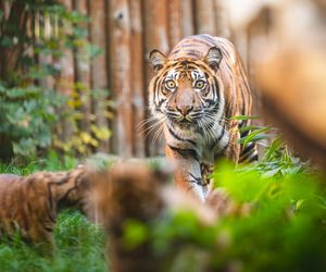 Niesamowite narodziny we wrocławskim zoo. Na świat przyszły cztery tygrysy sumatrzańskie 