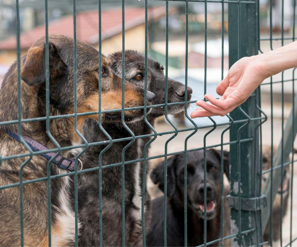 Policja oskarża Dolnośląski Inspektorat Ochrony Zwierząt o kradzież zwierząt. Zamiast wsparcia, DIOZ usłyszał zarzuty