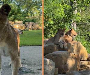 Nowa atrakcja zoo we Wrocławiu otwarta. Zobacz lwice na wybiegu 