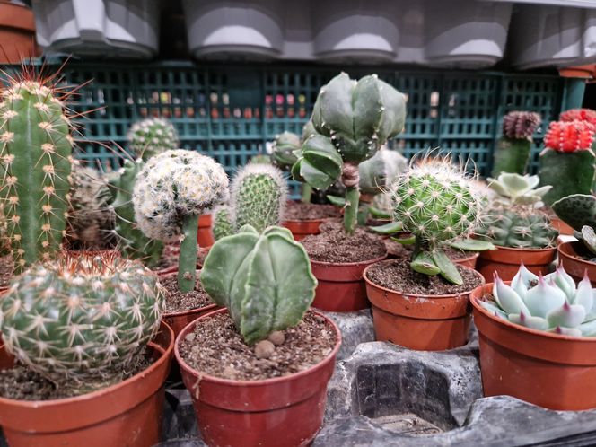 Egzotyczny świat zawitał do Bydgoszczy! ZooEgzotyka 2025 i Targi Akwarystyki przyciągnęły tłumy