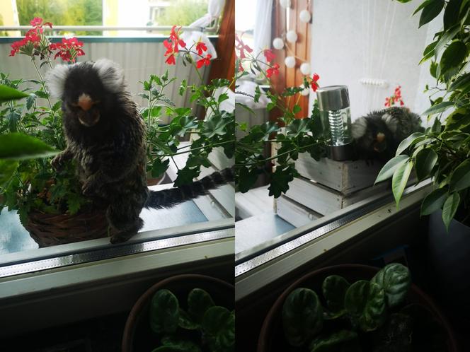 Małpka siedziała na balkonie w Chełmie
