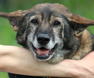 Pamiętacie Figę? Skrajnie zaniedbana suczka nie wróci do swoich właścicieli