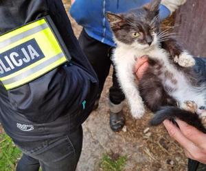 ​Policjanci przerwali dramat zwierząt w gminie Lipno. Były niedożywione, zapchlone, chore... 