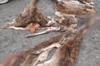 Zwłoki w bagażniku, w domu stos czaszek. Wpadł, bo ugrzązł w błocie