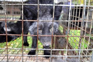 Horror na fermie lisów pod Krotoszynem. Zwierzęta zjadały siebie nawzajem, część zabito prądem