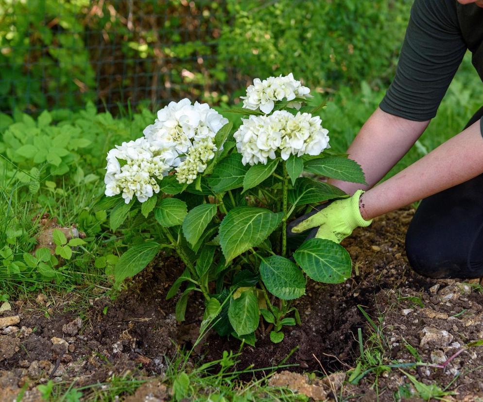 Najlepszy termin sadzenia hortensji. Dlaczego lepiej nie robić tego latem?