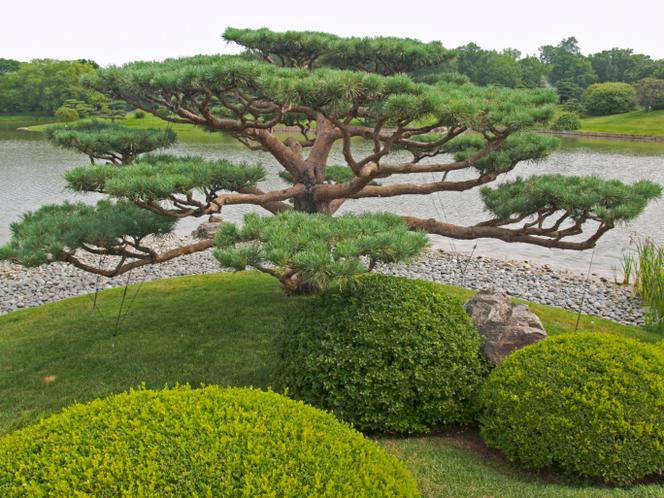 Drzewka bonsai z rolin ogrodowych. Bonsai outdoor - murator.pl