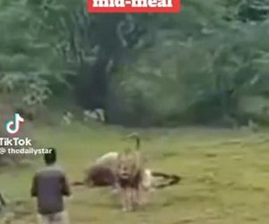 Turysta zobaczył lwa i naprawdę to zrobił! Zobacz, co stało się później