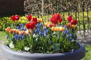 tulipany-i-szafirki.jpg