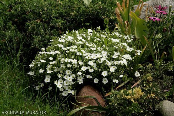 Lepnica nadmorska - Silene maritima