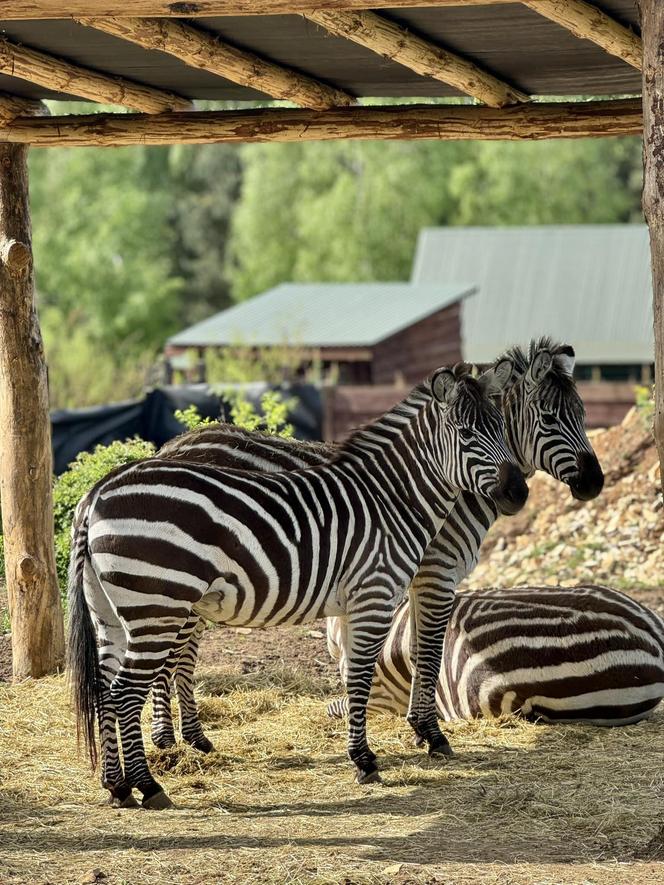 Szalone Małpki nagrywały teledysk w ZOO Leśne Zacisze pod Kielcami