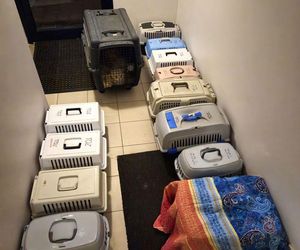 3 lata więzienia grożą mężczyźnie, który usłyszał zarzut znęcania się nad zwierzętami