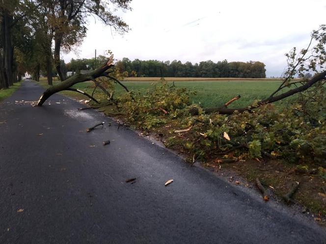 Fatalne skutki wichury w Bydgoszczy i okolicach! 