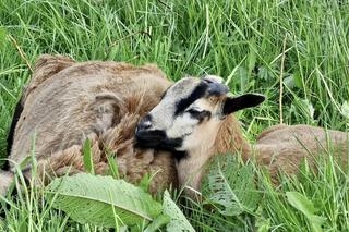 Zamiast z kosiarkami, w pole wjechali baranami. Ekologiczne kosiarki prosto z Raciborza