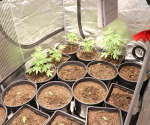 Nielegalna plantacja marihuany nad warsztatem samochodowym w Będzinie
