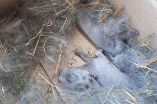 Malutkie króliczki porzucone przy cmentarzu na pewną śmierć. To, co się stało później, wzrusza do łez