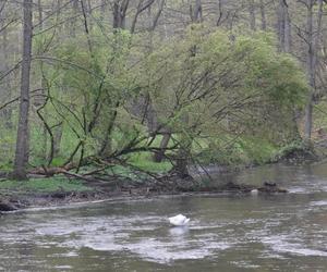 Olsztyn może pochwalić się największym kompleksem leśnym w Europie. Las Miejski zachwyca wiosną [ZDJĘCIA]