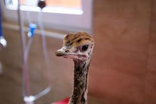 Struś Tadzio poznaje na spacerze owce Henia