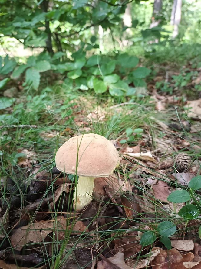 Ale okazy! Takie grzyby są na Dolnym Śląsku. Mieszkańcy chwalą się zbiorami 