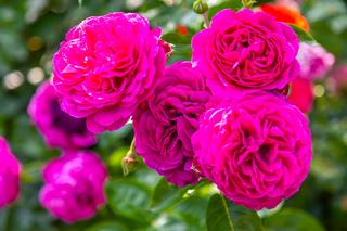 Róża 'Marietta® '