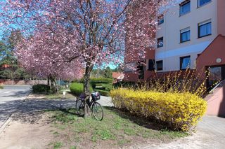 Leszno w kwiatach. Kwiecień 2025