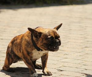 Pogryziony Franek potrzebuje pomocy. Policja szuka właściciela psa. Do szpitala dotarła anonimowa wiadomość