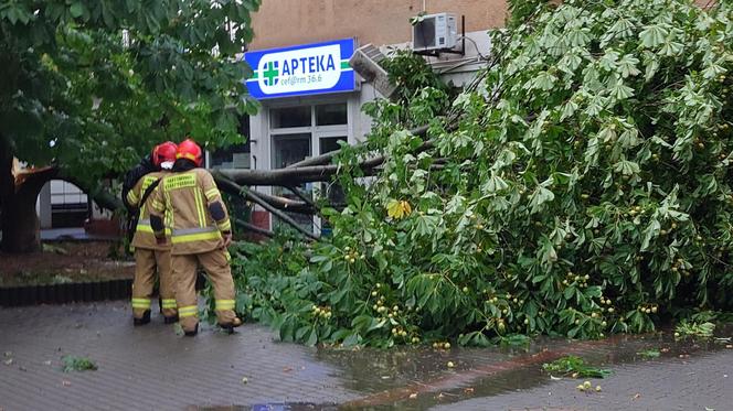 Powalone drzewo po burzy