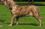 Fila Brasileiro