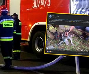 Suczka omal nie zginęła w pożarze. Strażacy uratowali jej życie. Słowa internautów chwytają za serce