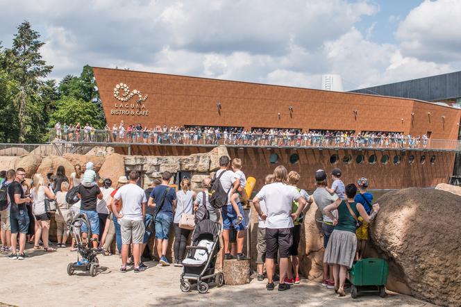 Rekordowe wakacje we wrocławskim zoo. Takich tłumów jeszcze nie było