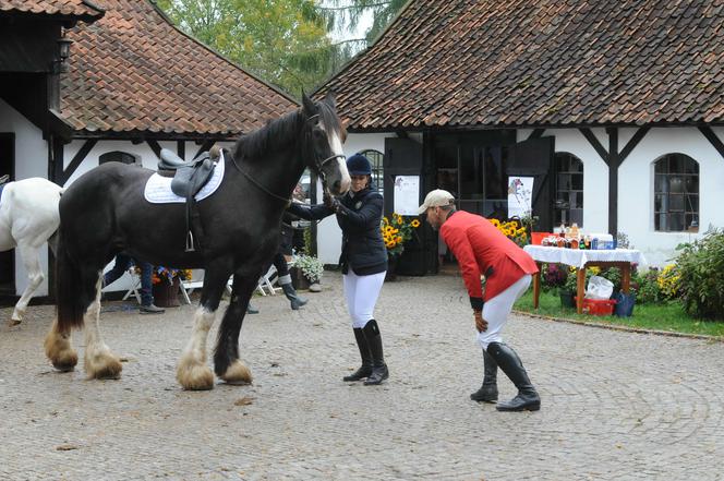 Bez żony nie radzi sobie z koniem