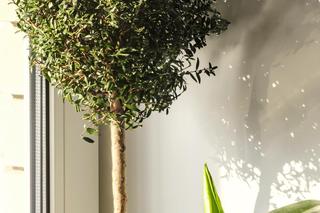 Mirt: najzdrowsza roślina do sypialni