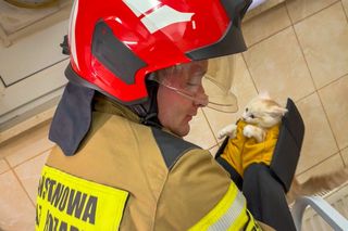 Strażacy uwolnili kotka, który wpadł do szybu okiennego
