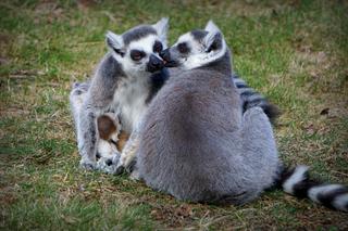 Sześć małych królów Julianów we wrocławskim zoo