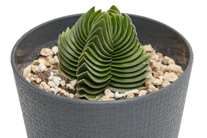 Crassula pyramidalis